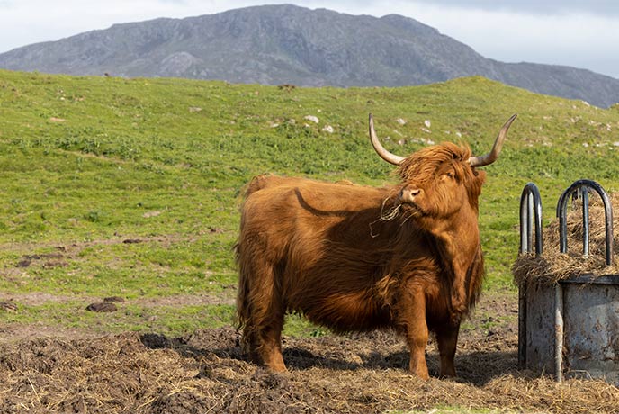 A Highland cow in the Scottish Highlands along the NC500