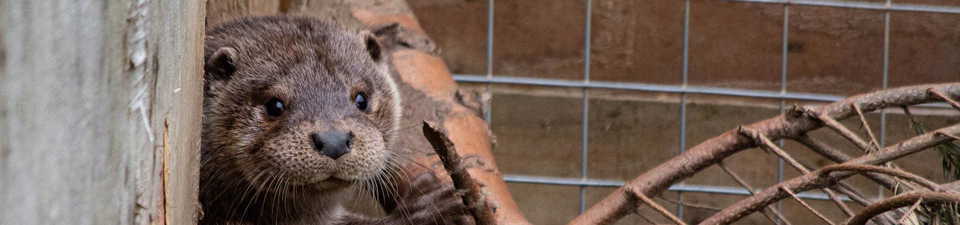 Classic Cottages supports the UK Wild Otter Trust