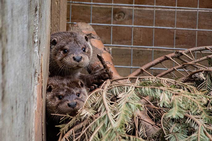 Two otters - credit Wild Otter Trust