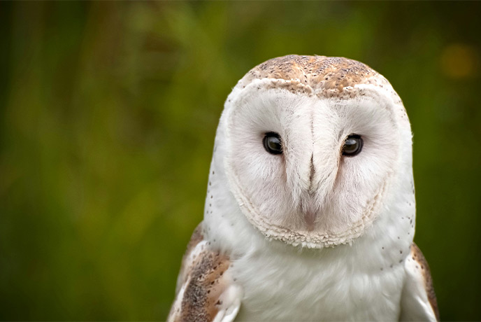 A barn owl looking at the camera