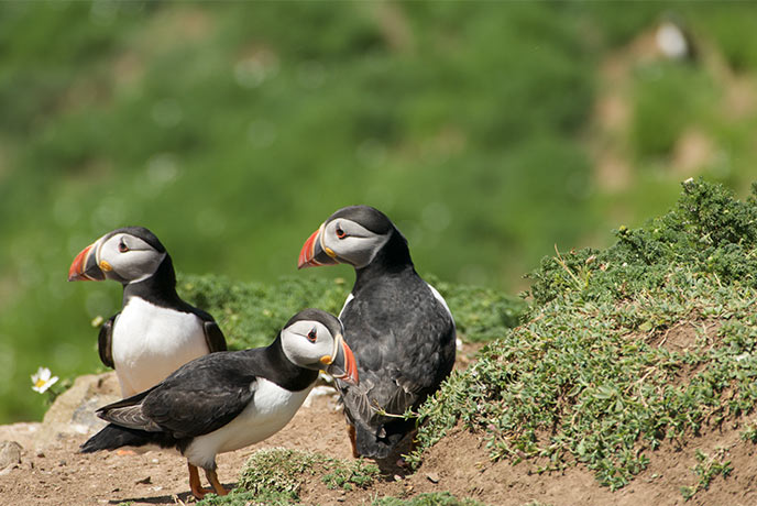 Three puffins on the cliffs of Skomer Island in Wales