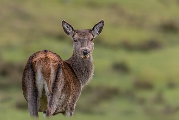 A close up of a Scottish red deer