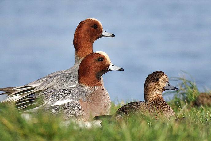 Three wigeons on the cliffs at Christchurch on the Dorset coast