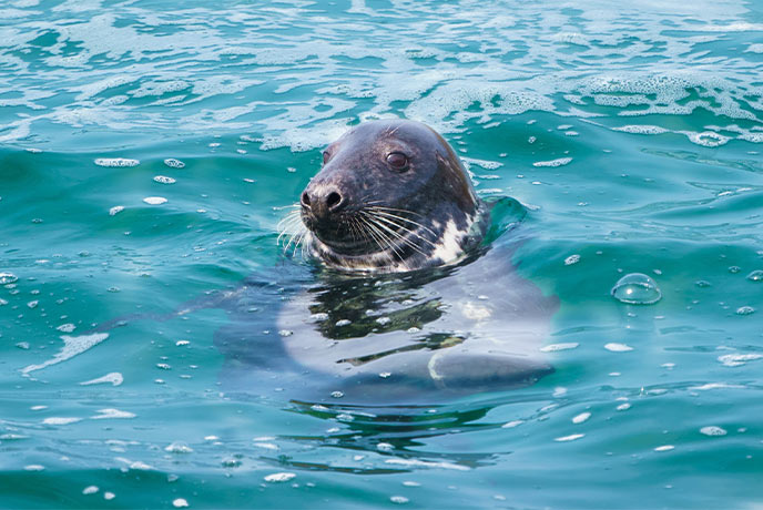 A seal bobbing in the water off the Dorset coast