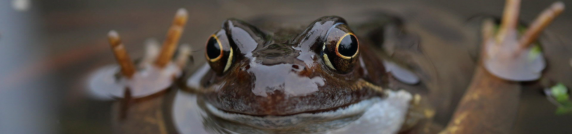 Classic Cottages sponsors Cornwall Wildlife Trust's Photography Competition