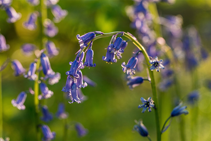 Bluebells in the UK