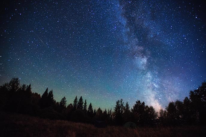 Countless stars above a line of trees