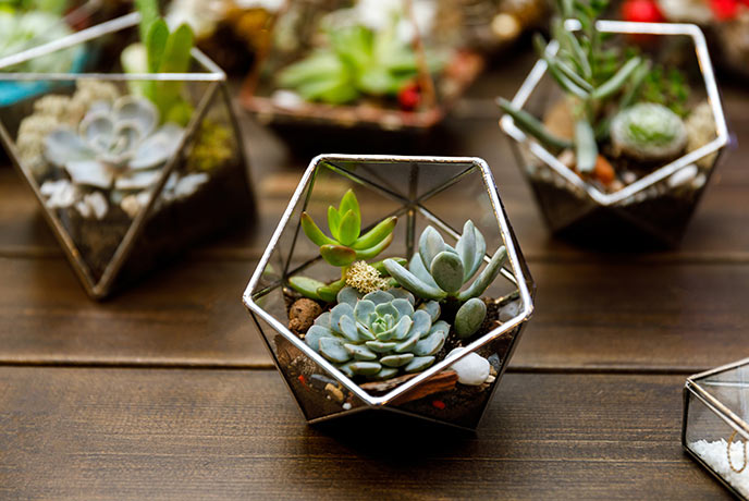 Terrarium