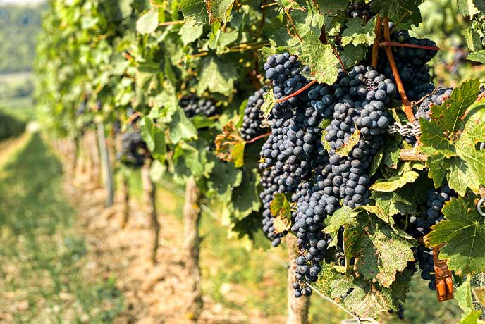 Rows of grape vines at a vineyard