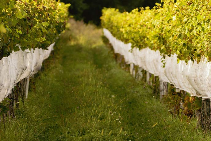 Rows of vines at a vineyard