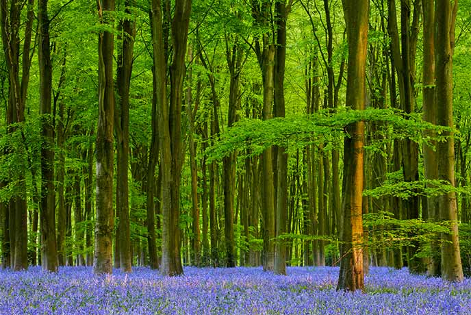 Tall trees and a carpet of bluebells at Micheldever Wood in Hampshire