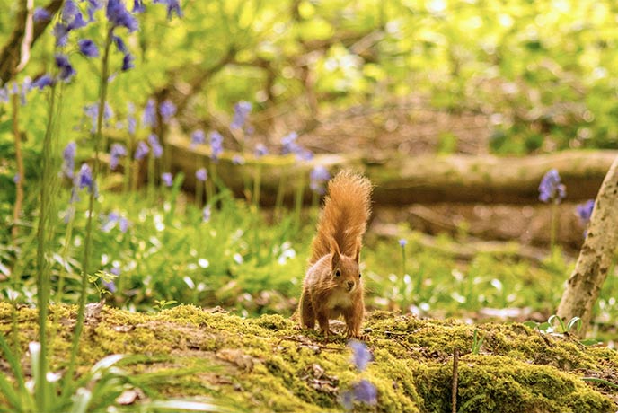A red squirrel on the forest floor surrounded by bluebells on the Isle of Wight