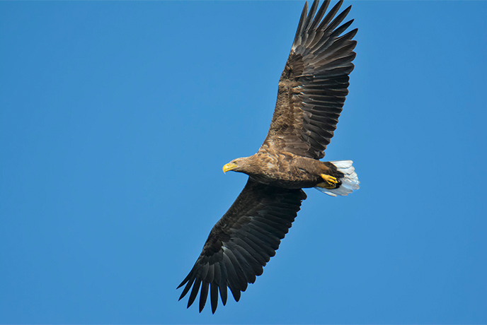 A white tailed eagle soaring in the blue sky on the Isle of Wight