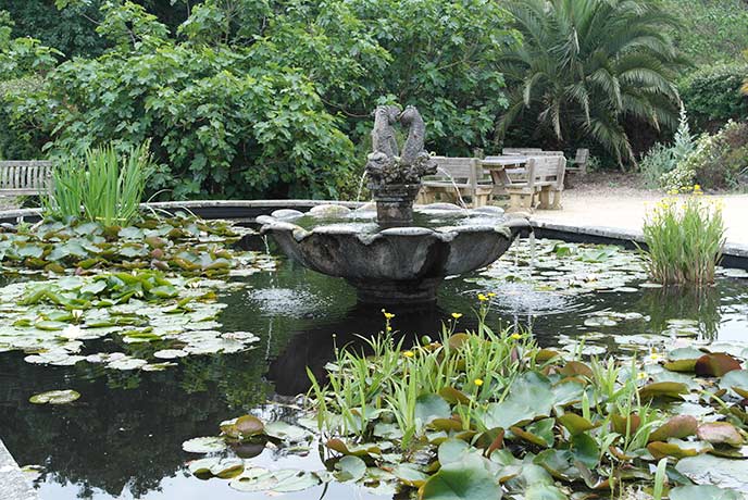 A pretty pond with a water feature at Ventnor Botanic Garden