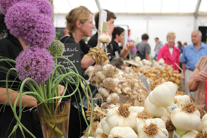 Rows upon rows of garlic at the Garlic Festival on the Isle of Wight