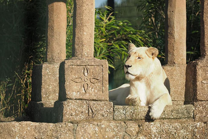 A lion relaxing on some ruins at Wildheart Animal Sanctuary