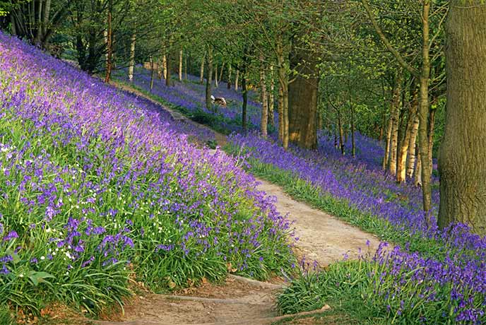 A winding path through the bluebell wood at Emmetts Garden in Kent