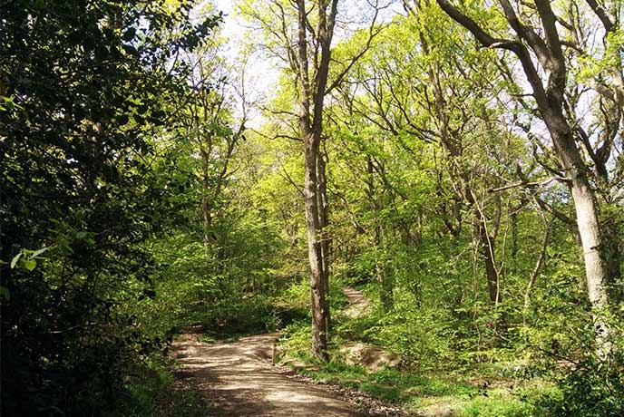 One of the many winding trails at Blean Woods National Nature Reserve in Kent
