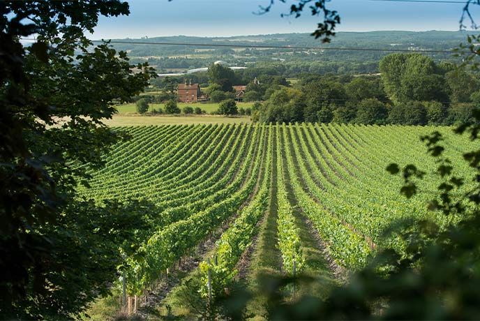 The sweeping vineyard at Chapel Down Winery in Kent
