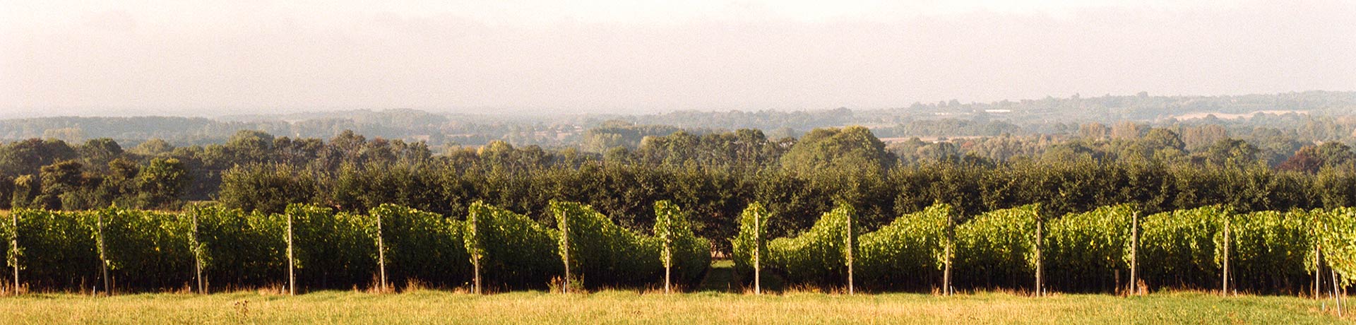 Vineyards in Kent