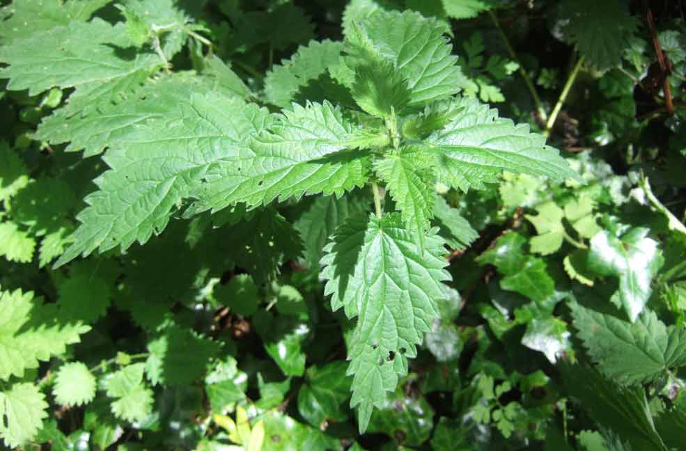 Normal stinging nettles