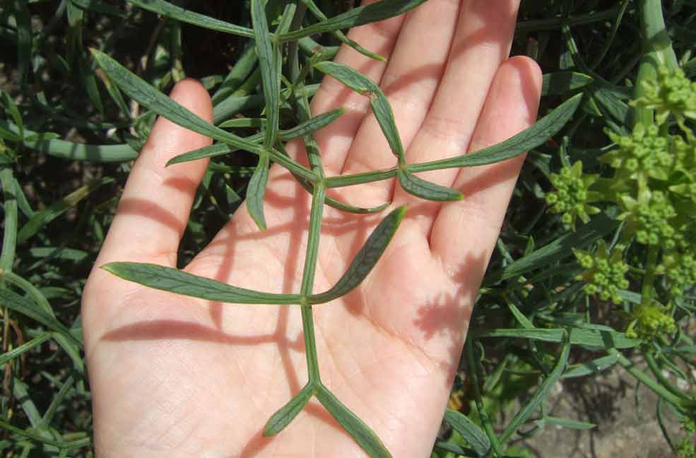 Rock samphire