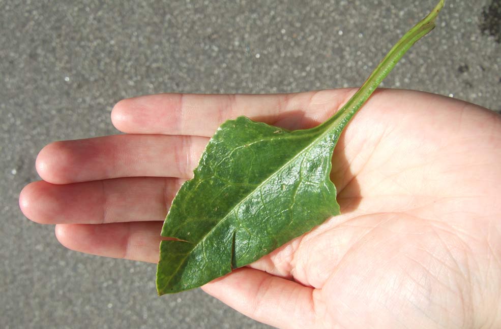 Sea spinach