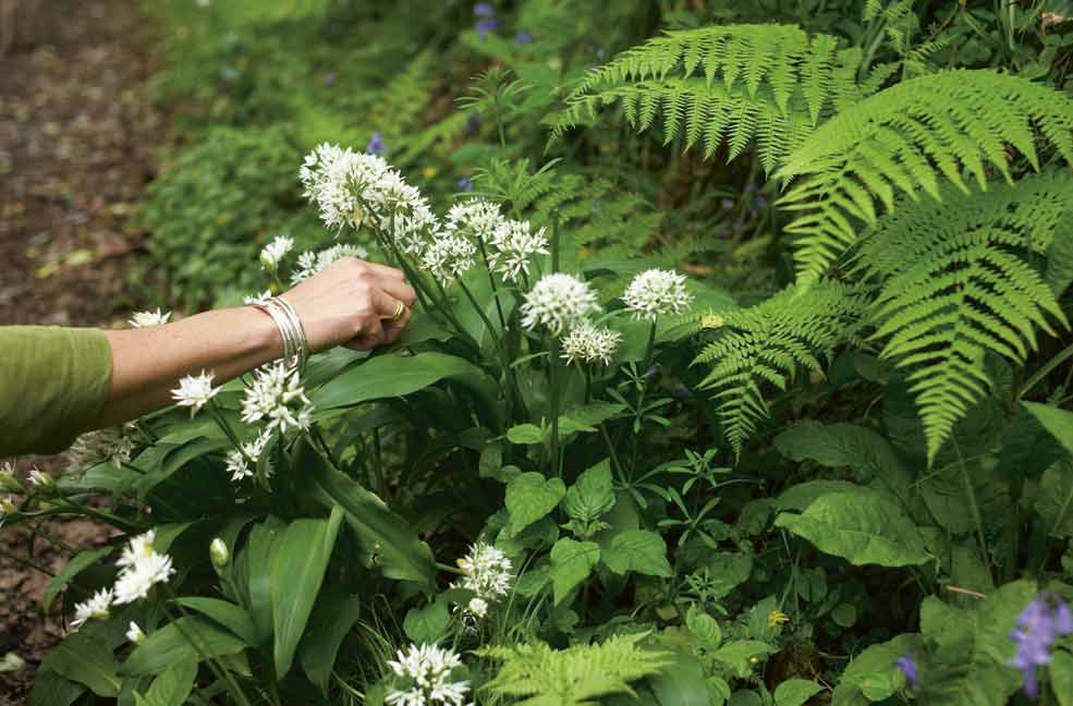 Wild garlic