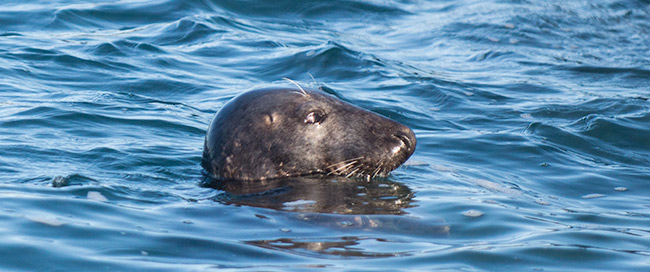 Seal sighting from the Cormorant