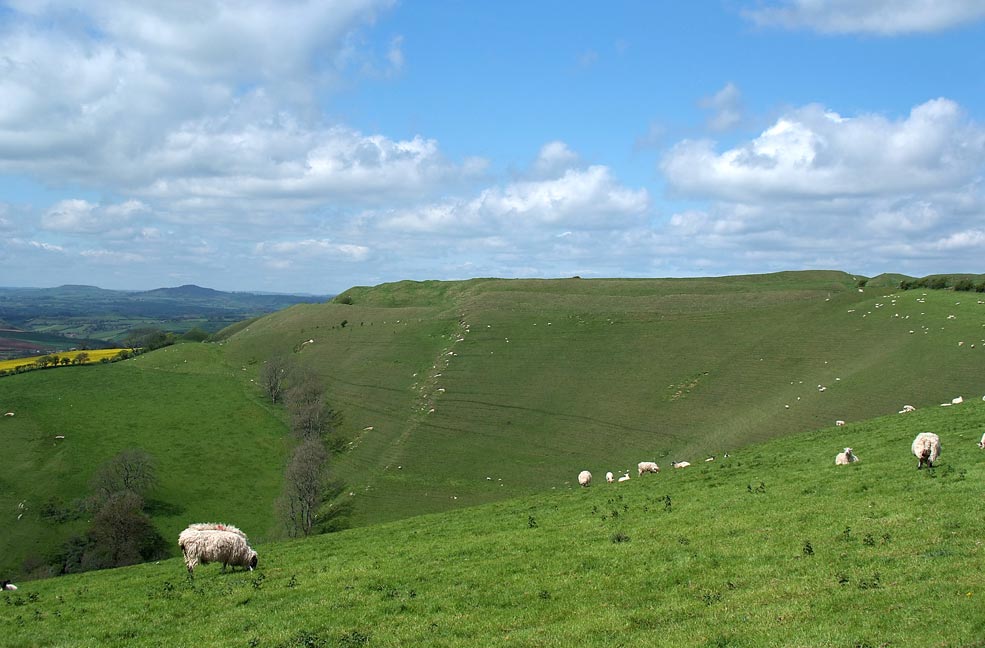 A Traveller’s Tale: Eggardon Hill Fort