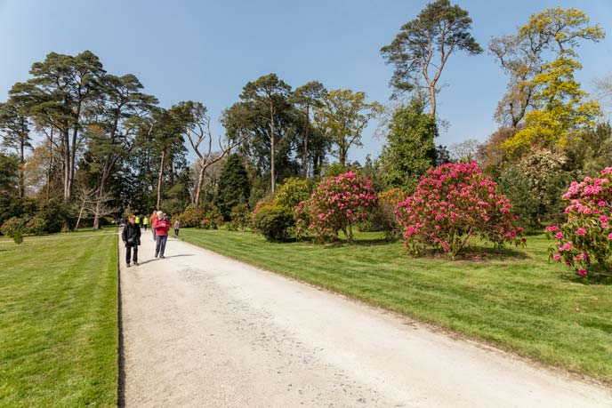 Tregothnan Gardens, Cornwall