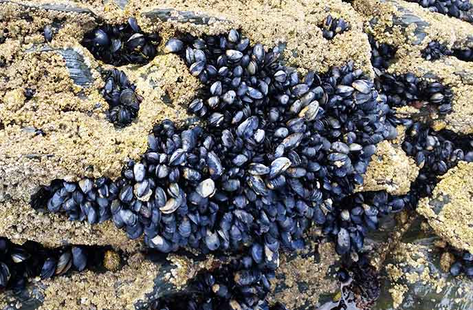 Mussels on Rocks Cornwall