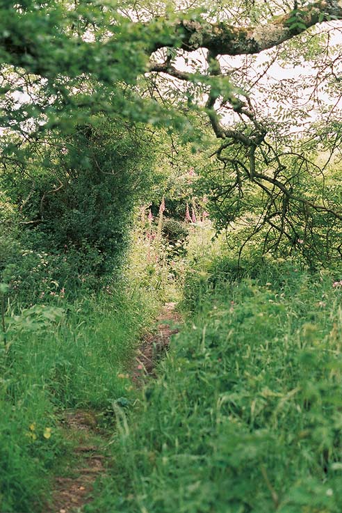 WestCountry green landscape