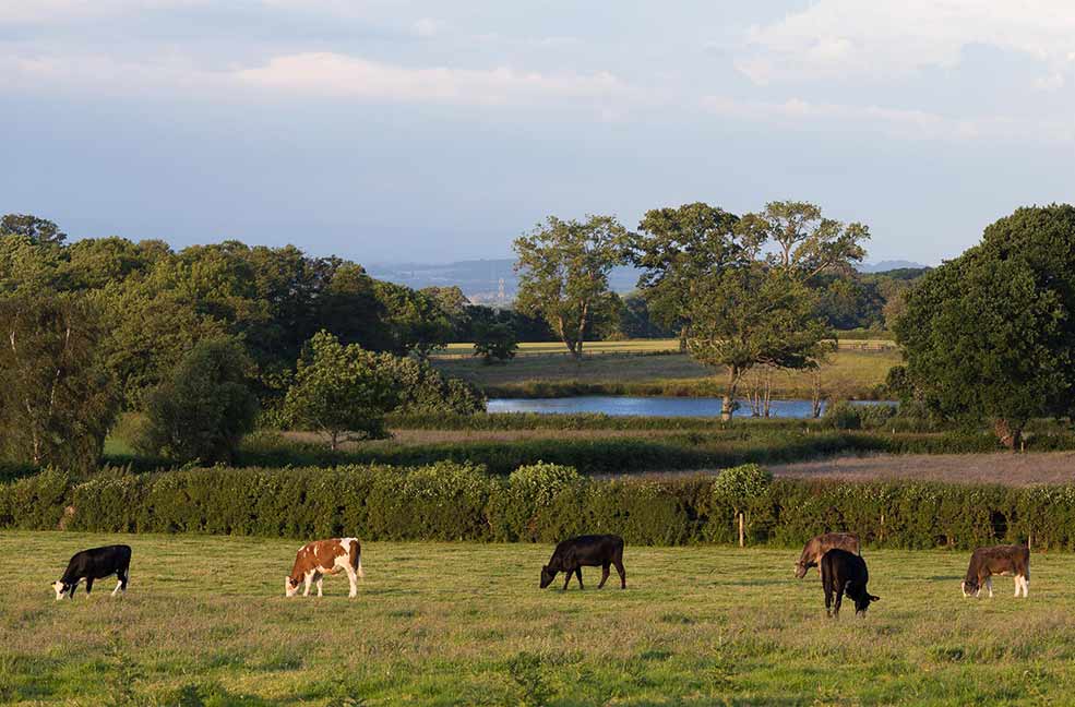 View from Coombe Lodge