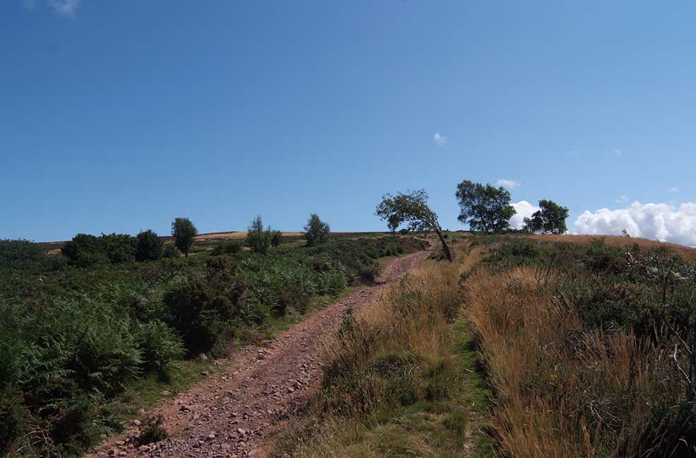 Quantock hill walk