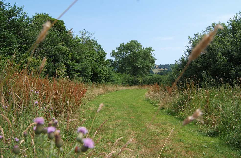 The Cow Shed meadow