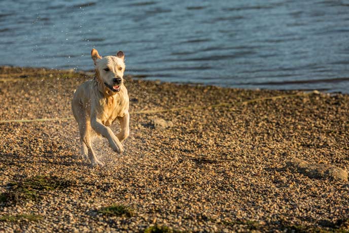 Dogs love going for long coastal walks