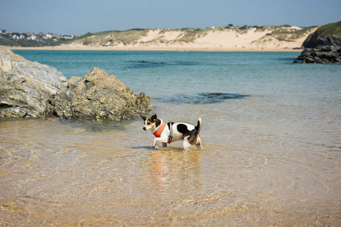5 top tips for holidays with dogs