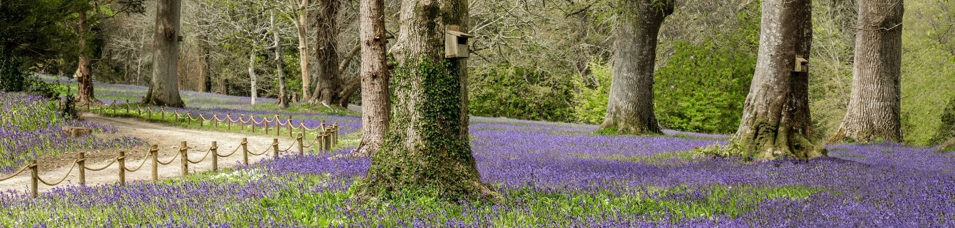Top bluebell woods in Cornwall
