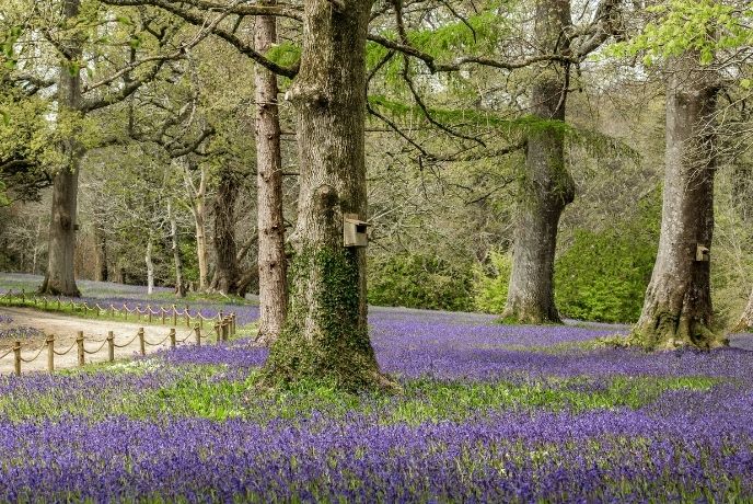 Top bluebell woods in Cornwall