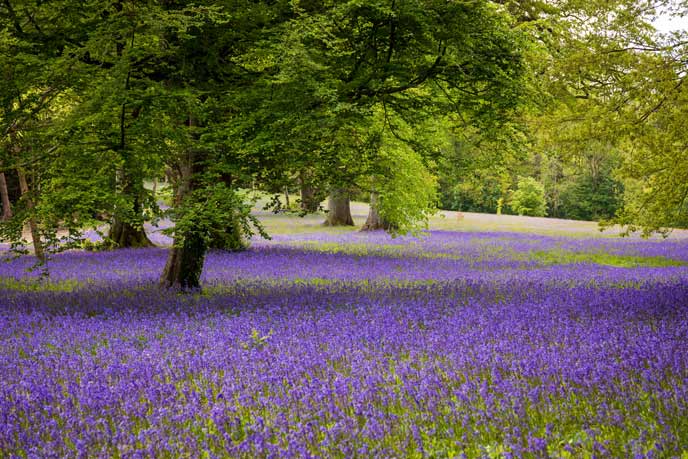 Enys Gardens bluebells