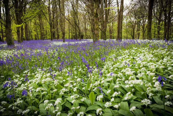 A sweep of bluebells amongst the trees at Lanhydrock Estate in Cornwall