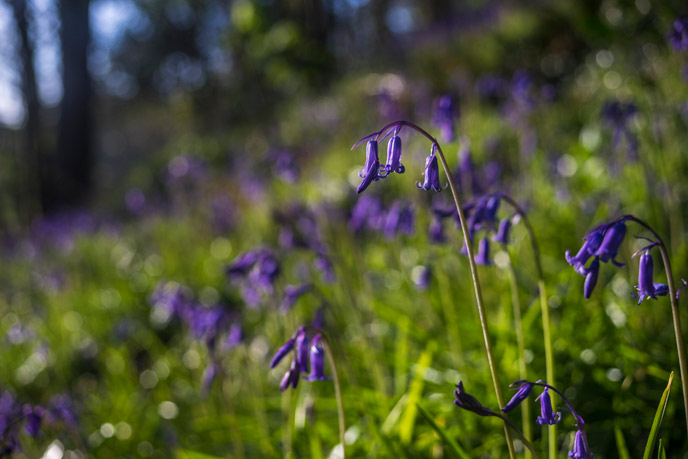 A close of the beautiful bluebell wood at Penrose in Cornwall