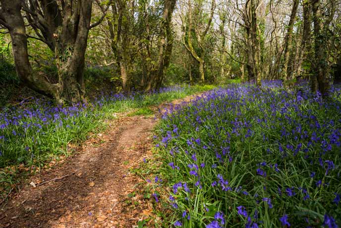 Tehidy Country Park bluebell wood in Cornwall