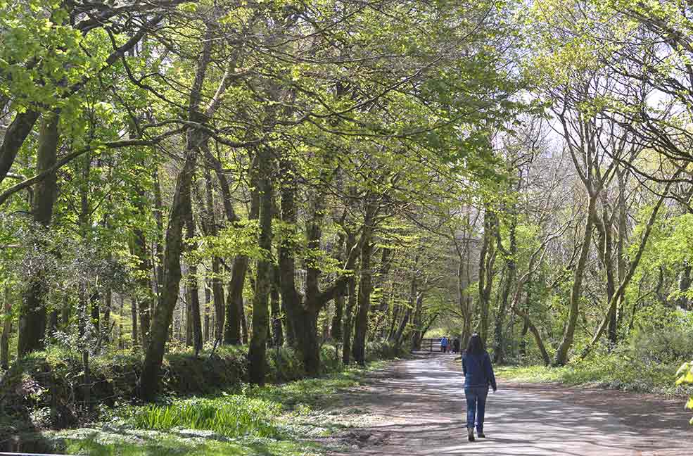 Walking the West Devon way from Yelverton.