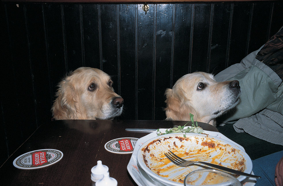 Dogs in a pub