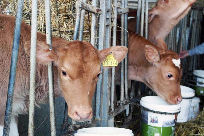 Briddlesford calves