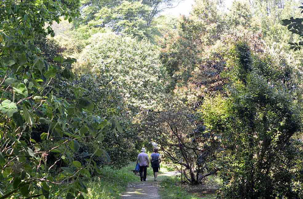 A couple walk through the sun-dappled pathways to explore the extensive gardens and estate at Caerhays.