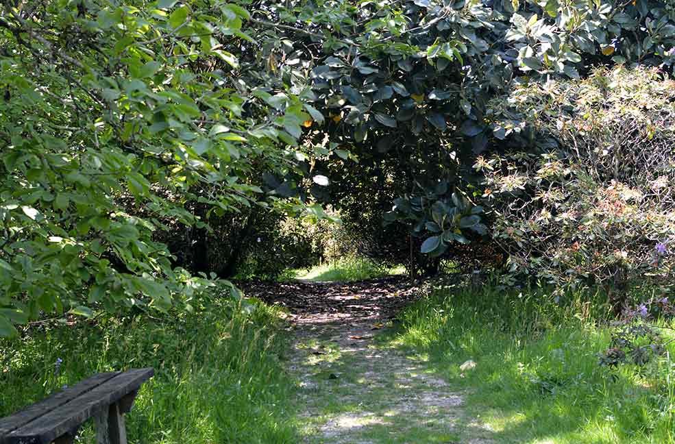 A pathway at the top of the garden leading to a quiet spot in the sunshine.