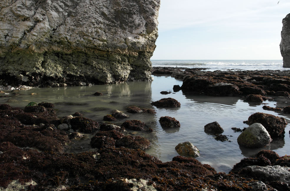 The rockpools at Freshwater bay play host to a diversity of wildlife.